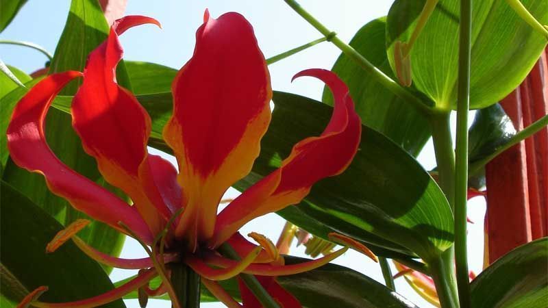 Planta Gloriosa rothschildiana