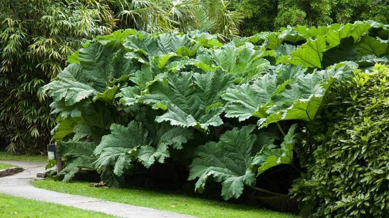 Planta Gunnera manicata