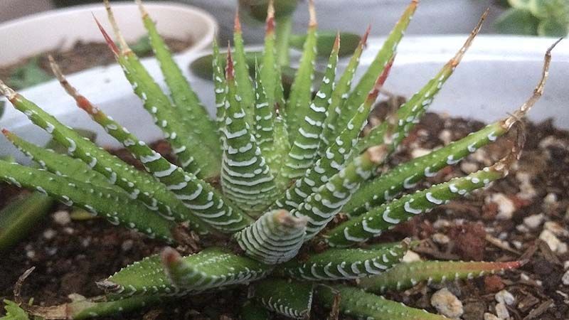 Planta Haworthia fasciata