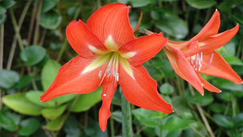 Planta Hippeastrum vittatum