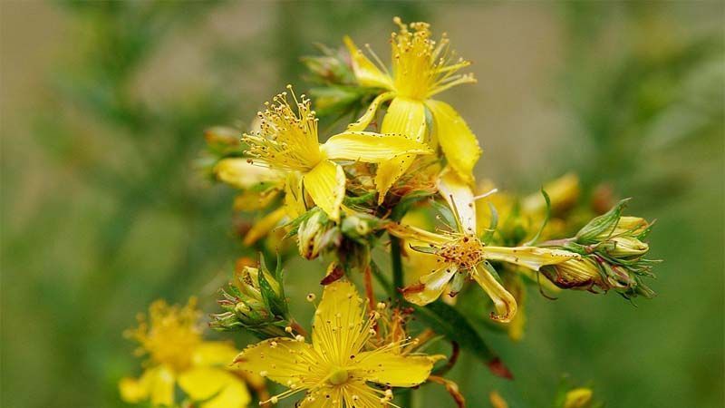 Planta Hypericum perforatum