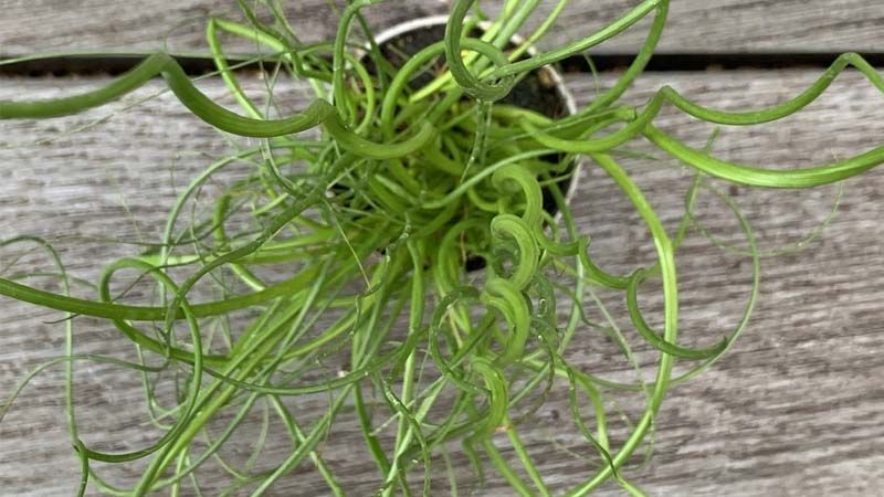 Planta Juncus effusus