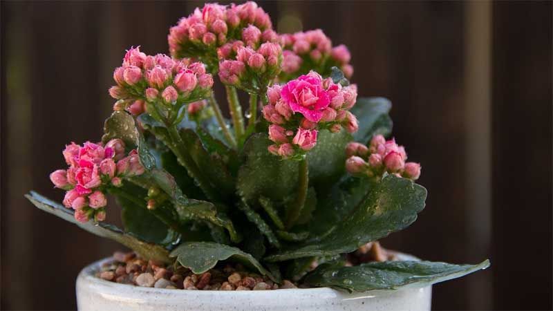 Planta Kalanchoe blossfeldiana