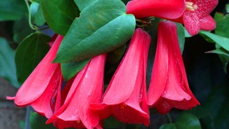 Planta Lapageria rosea