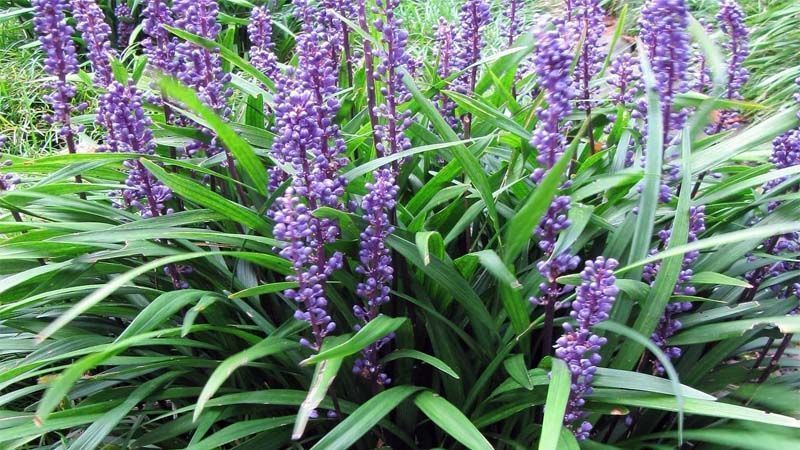 Planta Liriope muscari