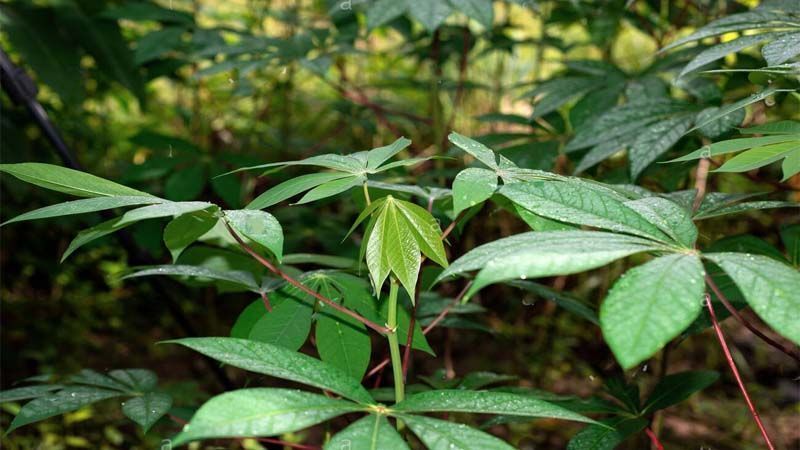 Planta Manihot esculenta