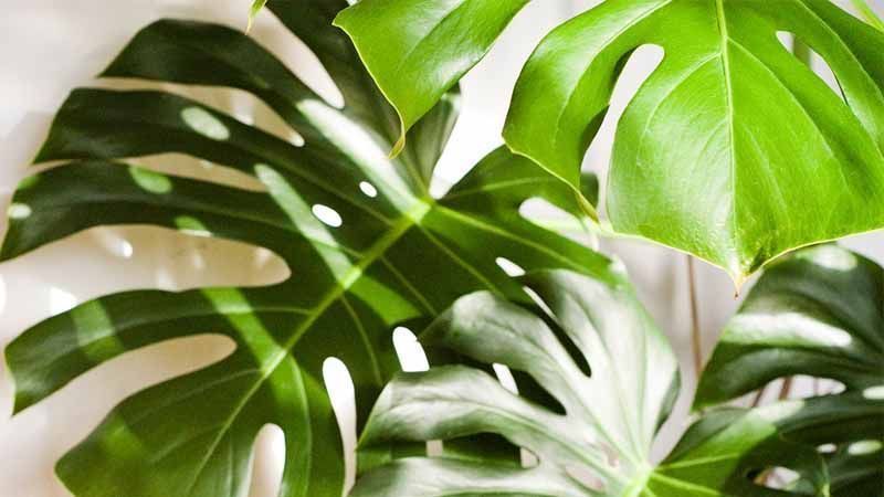 Planta Monstera deliciosa