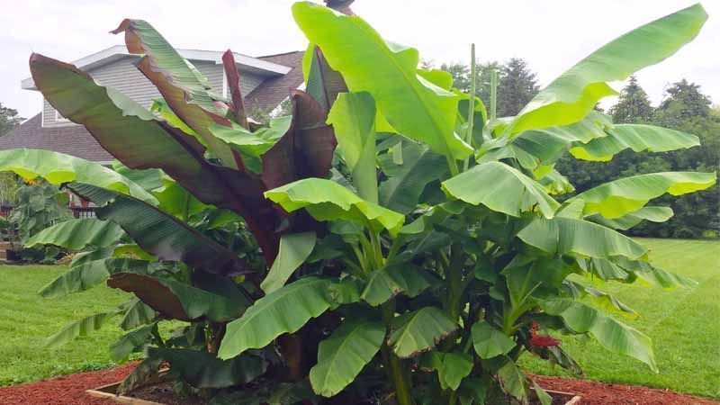 Planta Musa basjoo