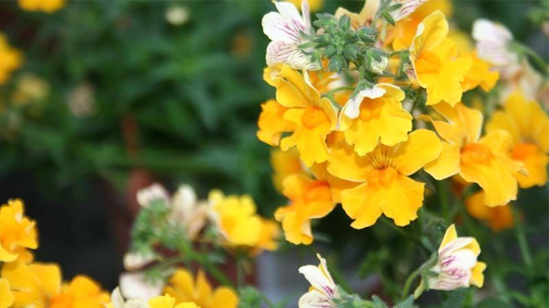 Planta Nemesia strumosa