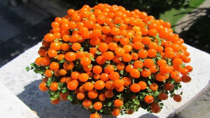 Planta Nertera granadensis