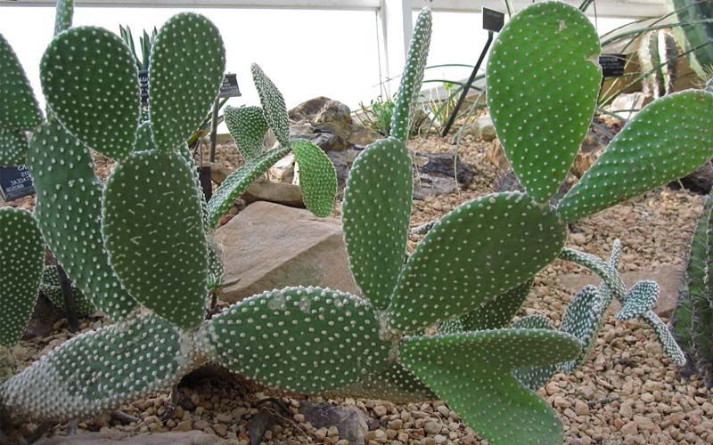 Planta Opuntia microdasys
