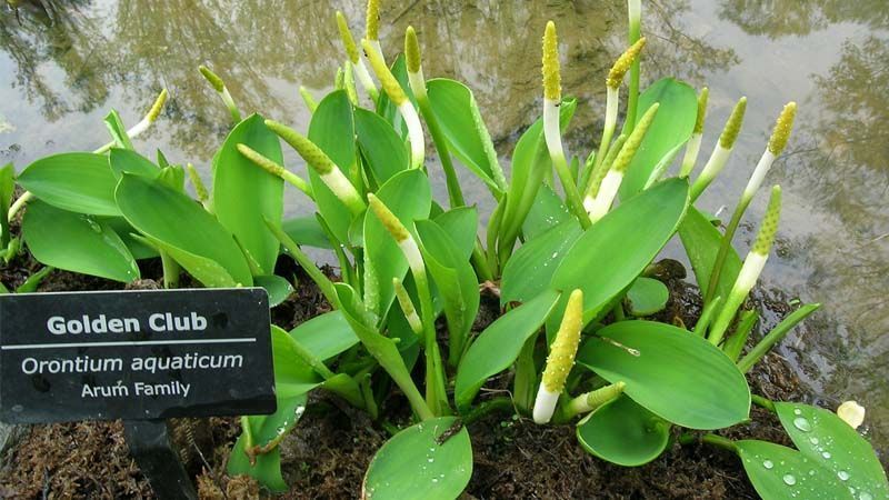 Planta Orontium aquaticum