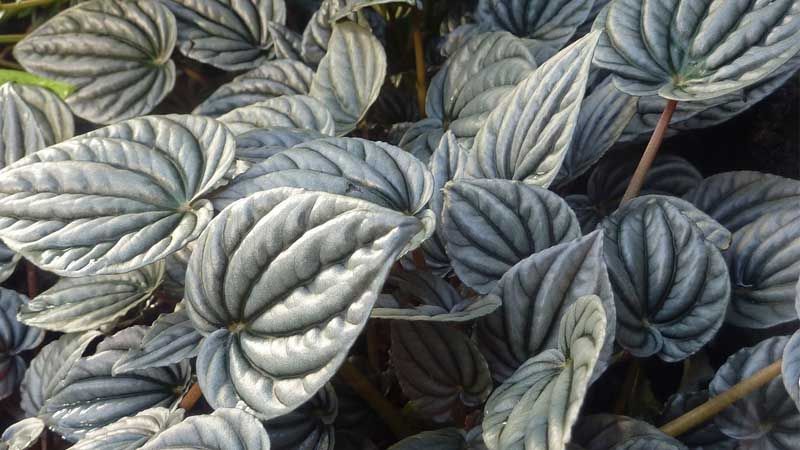 Planta Peperomia Griseoargentea
