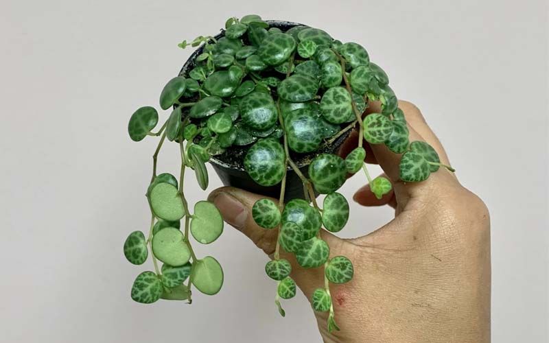 Planta Peperomia prostrata