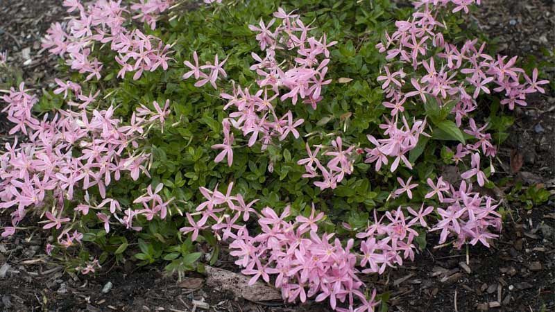 Planta Phlox adsurgens