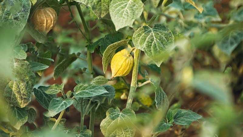 Planta Physalis peruviana