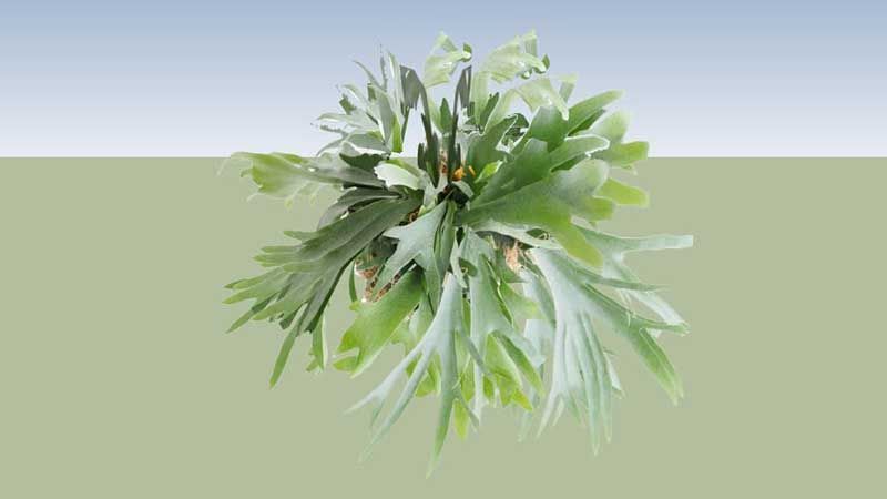 Planta Platycerium bifurcatum