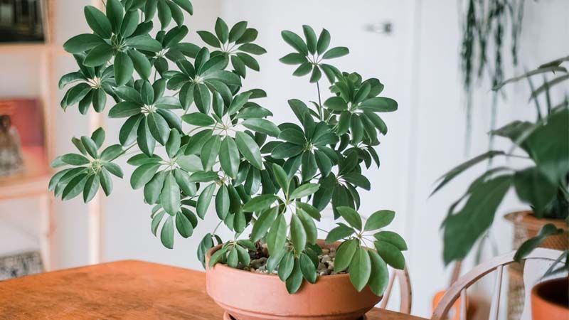 Planta Schefflera actinophylla