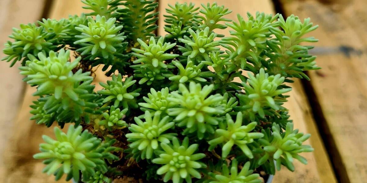 Planta Sedum multiceps