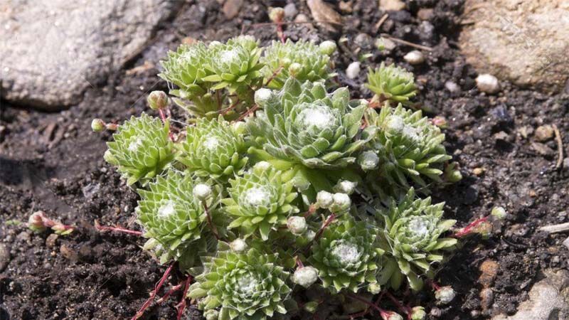 Planta Sempervivum arachnoideum