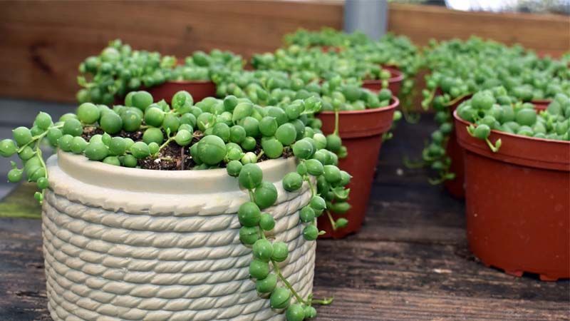 Planta Senecio rowleyanus