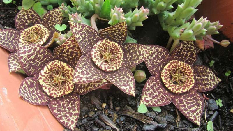 Planta Stapelia variegata