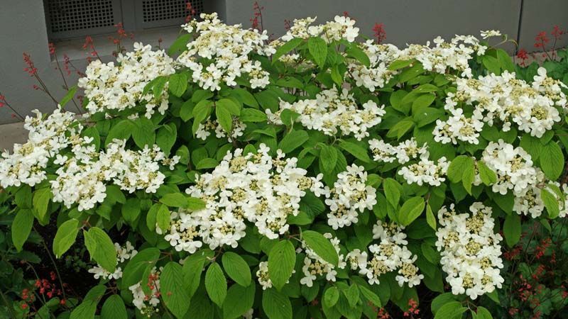 Planta Viburnum plicatum