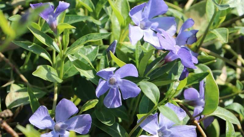 Planta Vinca minor