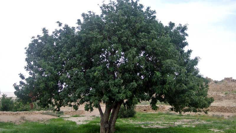 Planta algarrobo