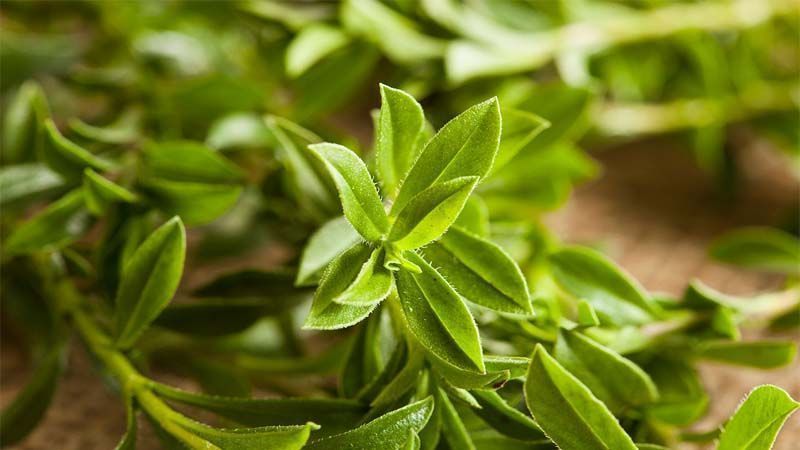Planta aromática ajedrea