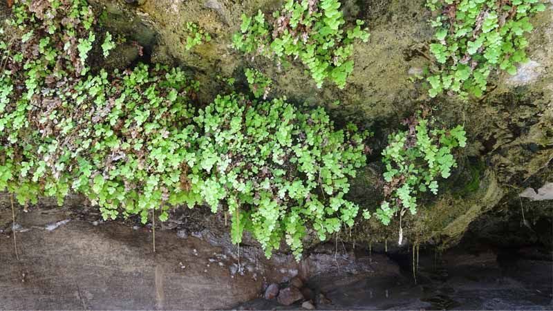 Planta cabello de Venus