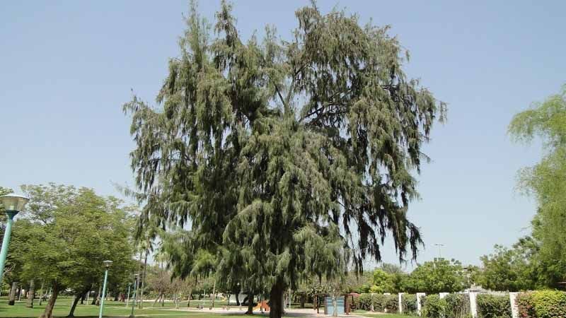 Planta casuarina