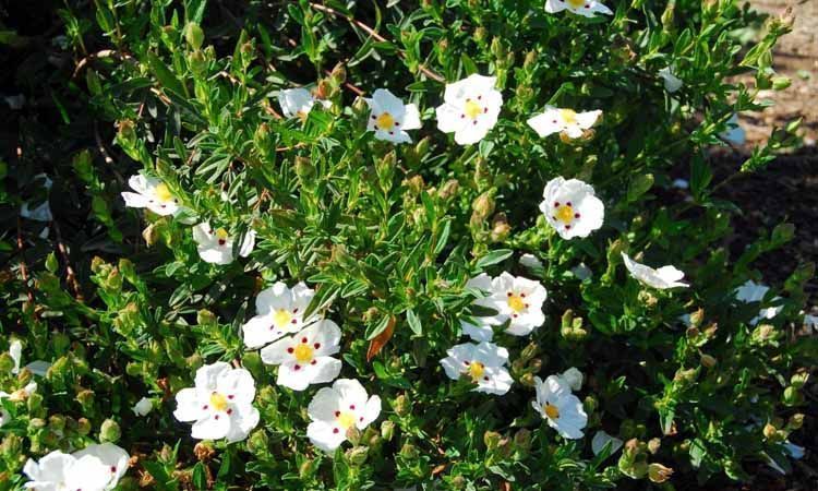 Planta cistus ladanifer