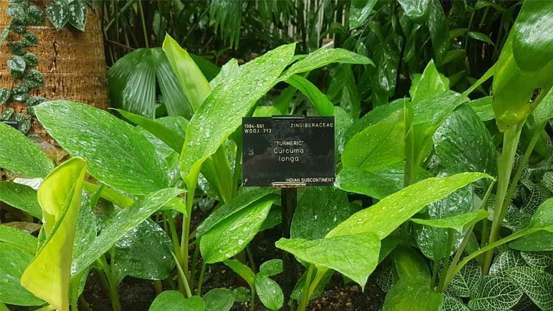 Planta cúrcuma