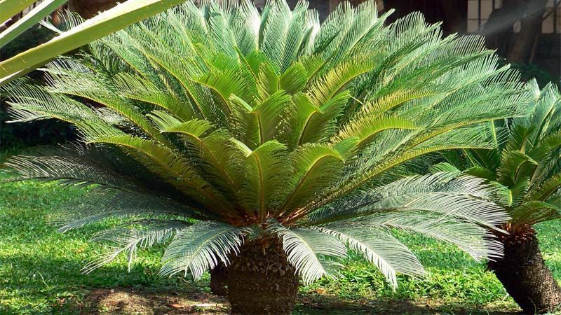 Planta cycas revoluta