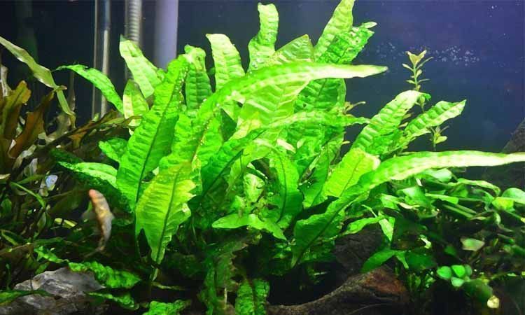 Planta de acuario helecho de java