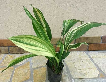 maceta de aspidistra