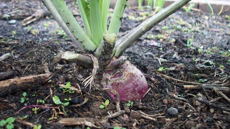Planta de colinabo