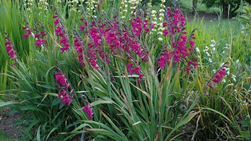 Planta de flor gladiolo