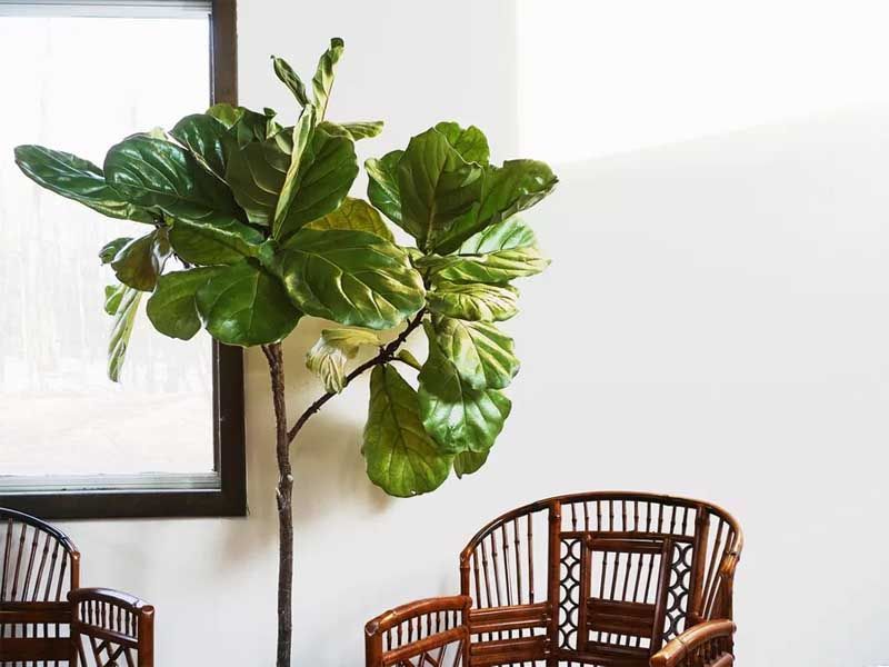 Planta de interior Ficus lyrata
