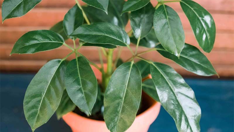 Planta de interior Schefflera actinophylla