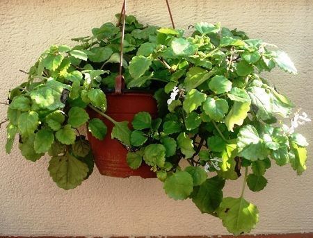 Planta del dinero planta resistente