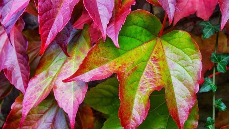 Planta hiedra japonesa