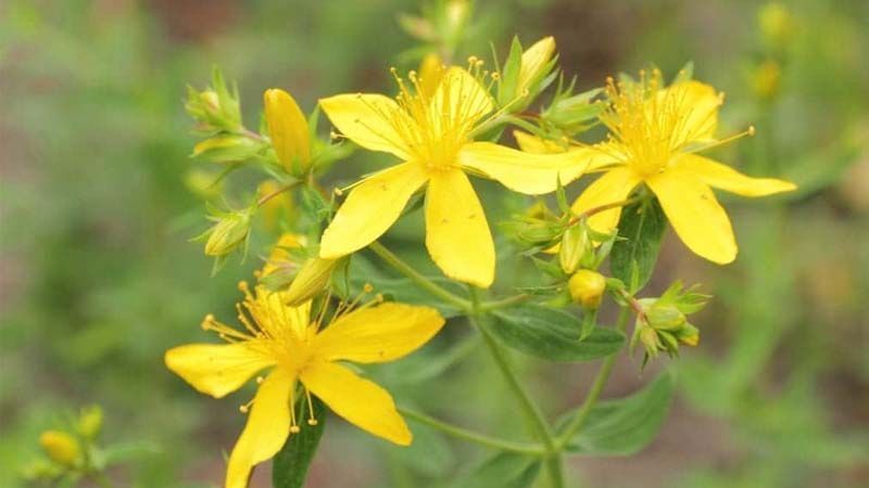 Planta medicinal Hypericum perforatum