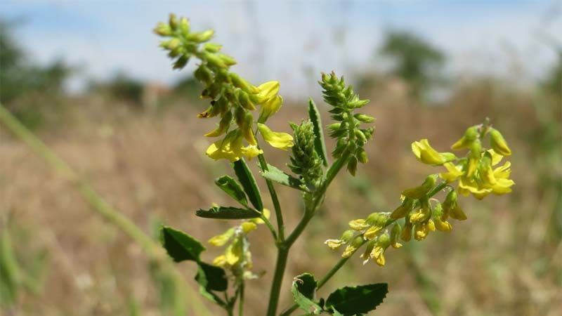 Planta medicinal Melilotus officinalis