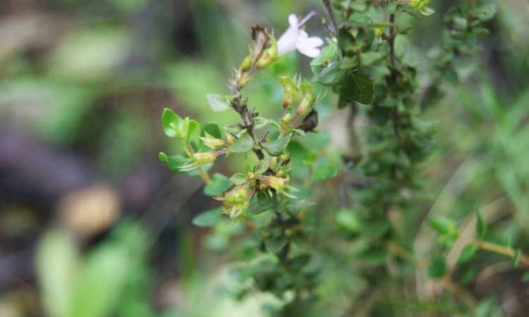 Planta pebrella