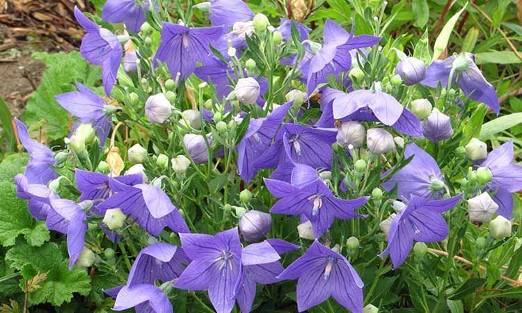 Planta platycodon grandiflorus