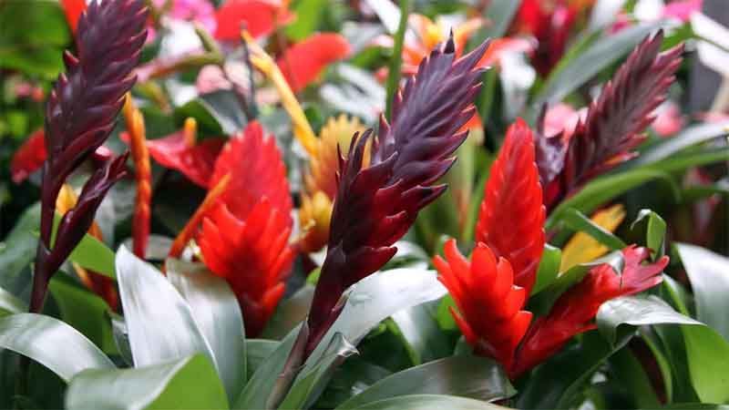 Planta pluma de indio