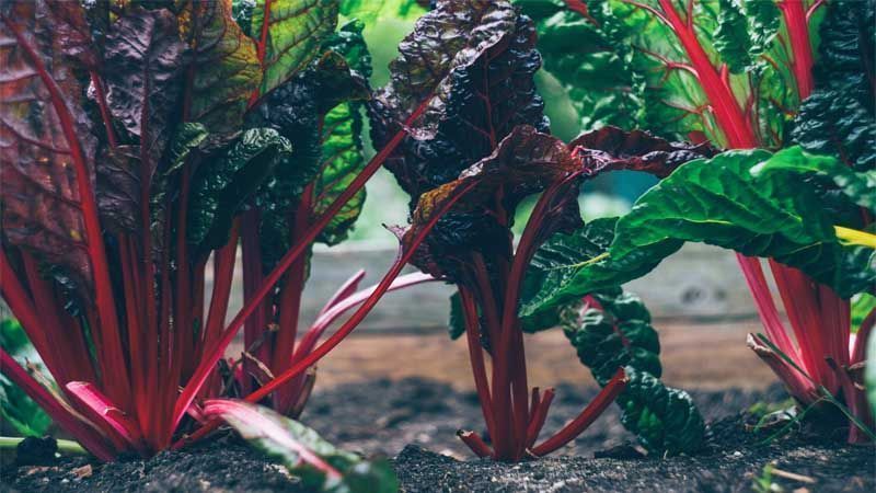 Planta ruibarbo