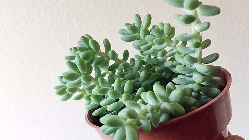 Planta sedum morganianum